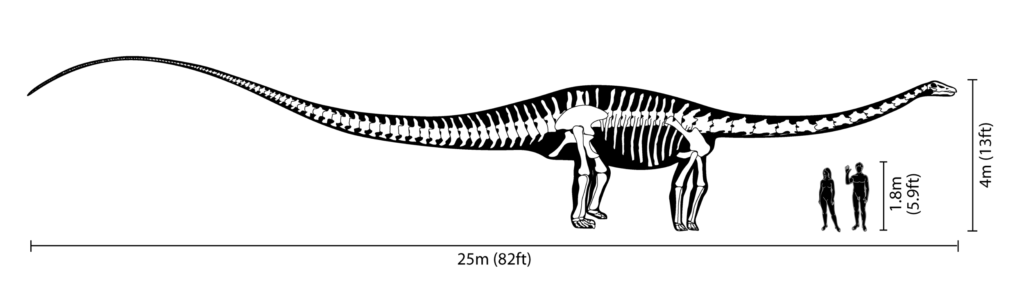 diplodocus nhm