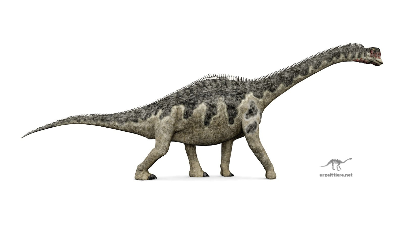 Europasaurus was a dwarf sauropod - urzeittiere.net