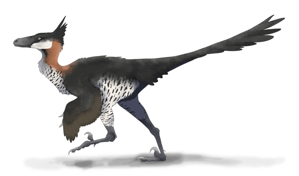 Saurornithoides - urzeittiere.net